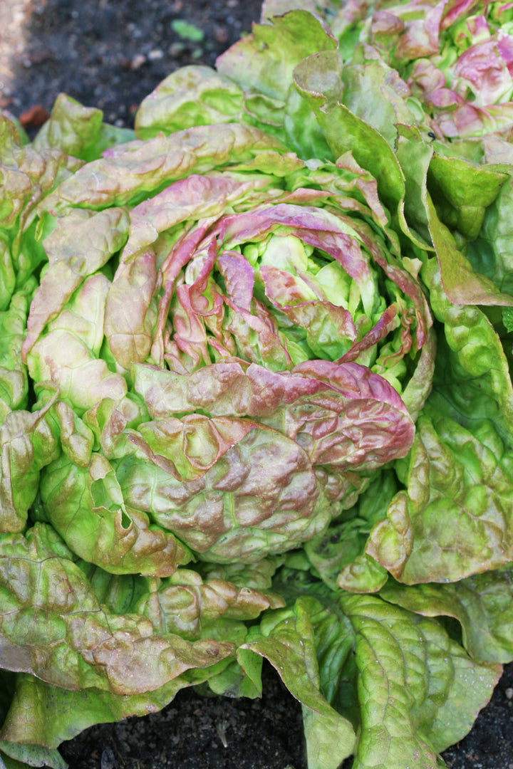Lactuca sativa var. capitata 'Wintermarie'