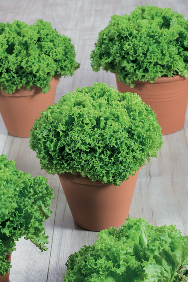 Lactuca sativa var. crispa 'Lollo Bionda'