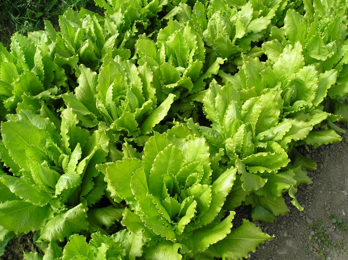 Lactuca sativa 'Venezianer'