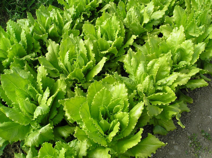 Lactuca sativa 'Venezianer'