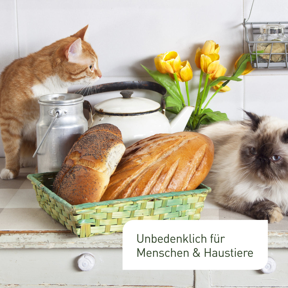 Unbedenkliche Lagererzwespen als Nützlinge gegen Brotkäfer
