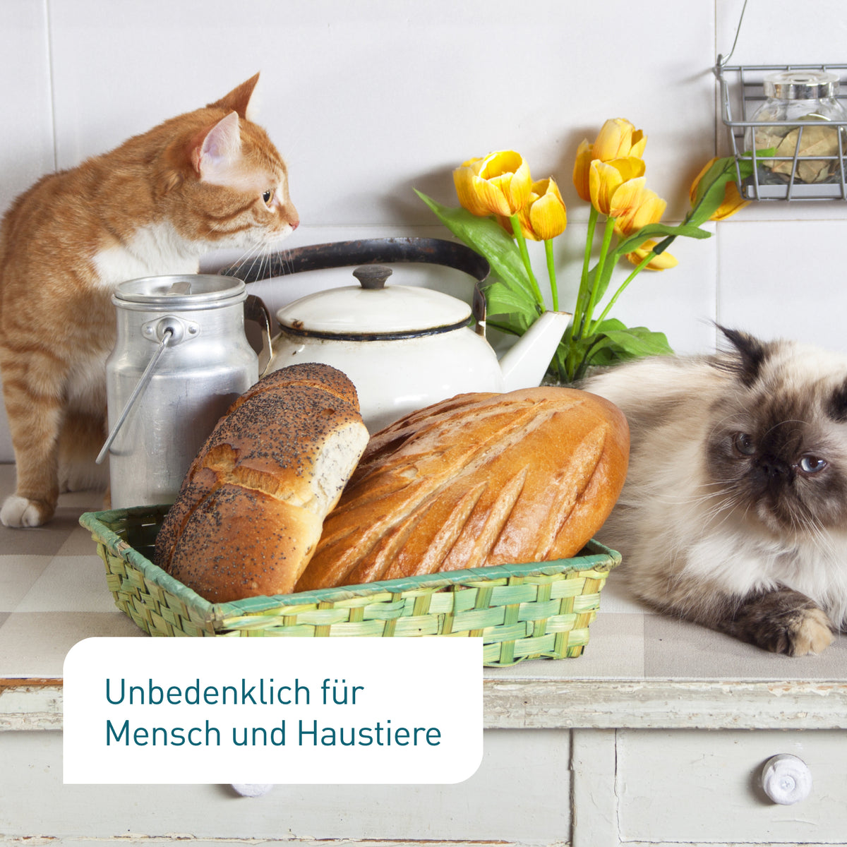 Unbedenkliche Lagerpiraten als Nützlinge gegen Speckkäfer