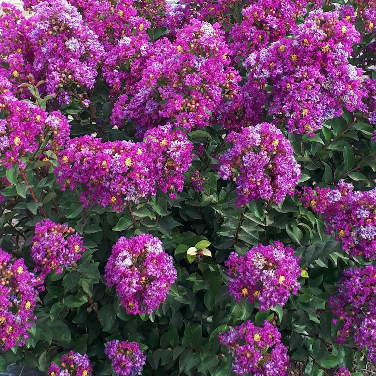 Lagerstroemia indica 'Purple Star'®