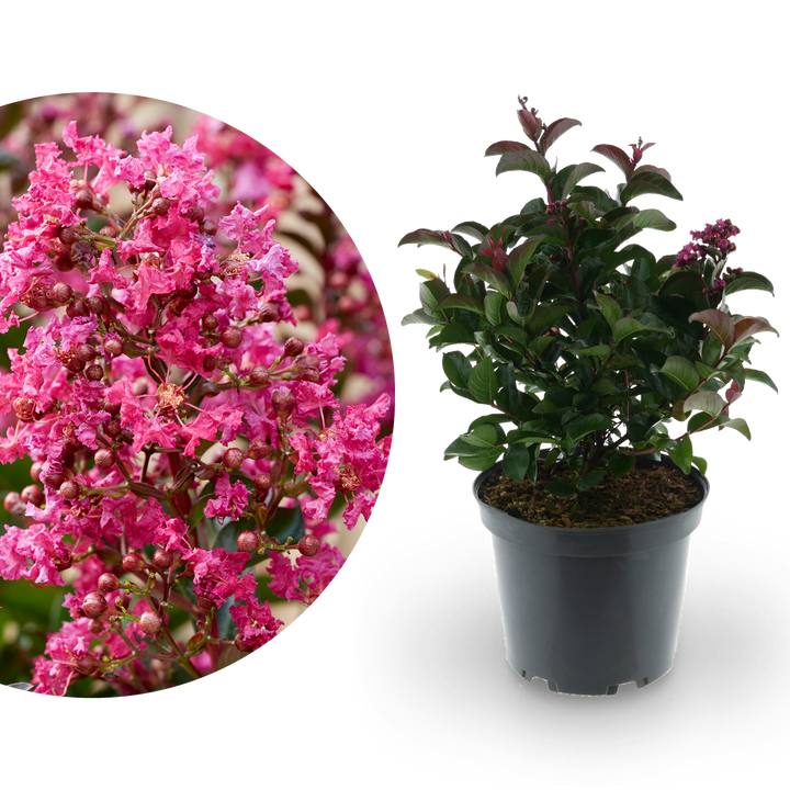 Lagerströmie 'Berry Dazzle®' Fuchsia