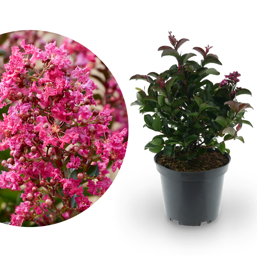Lagerströmie 'Berry Dazzle®' Fuchsia