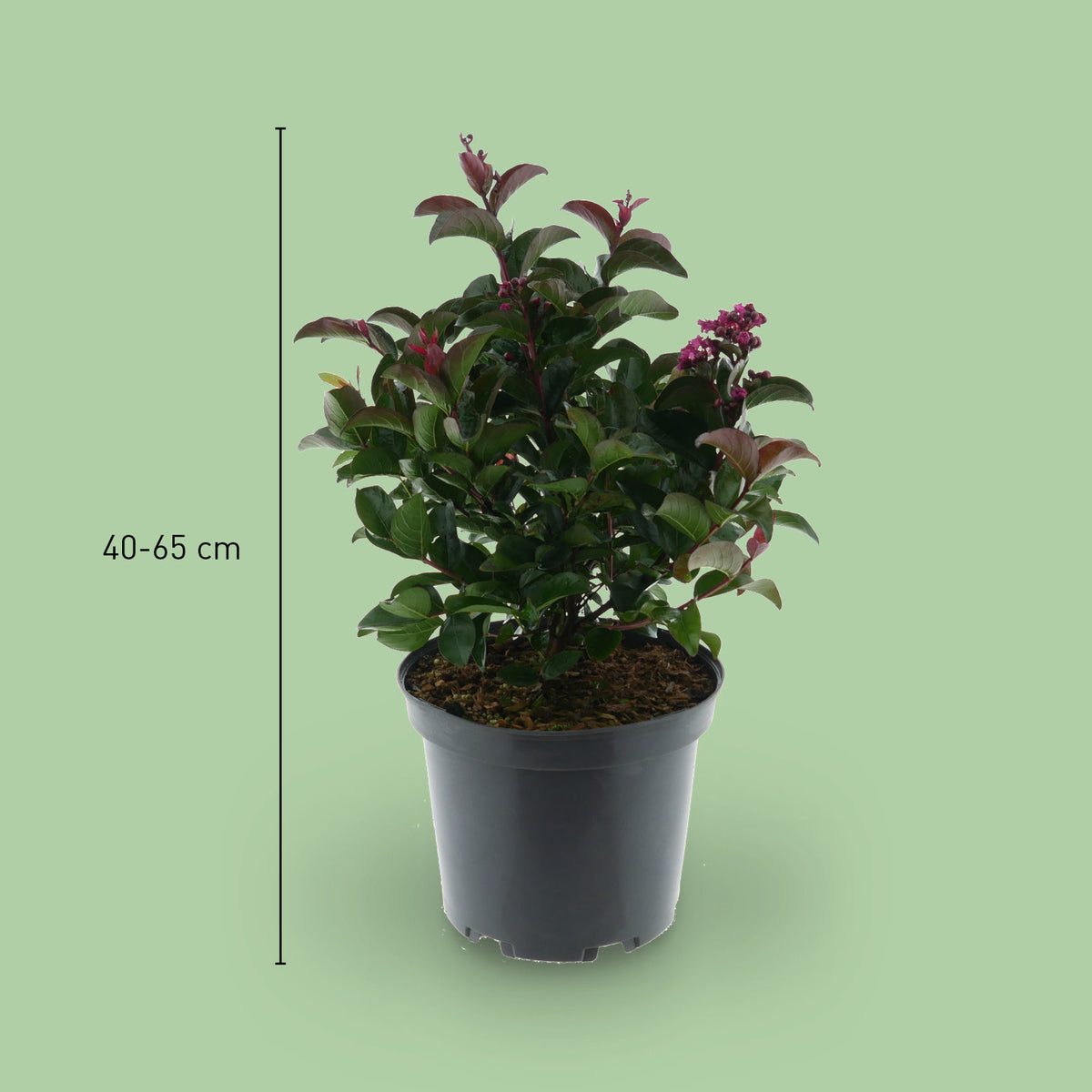 Größe der Lagerströmie 'Berry Dazzle®'
