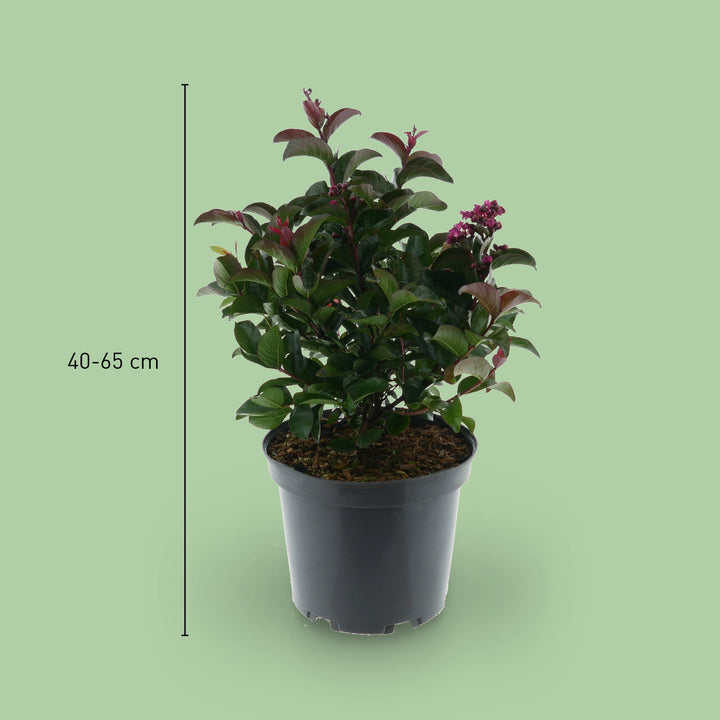 Größe der Lagerströmie 'Berry Dazzle®'
