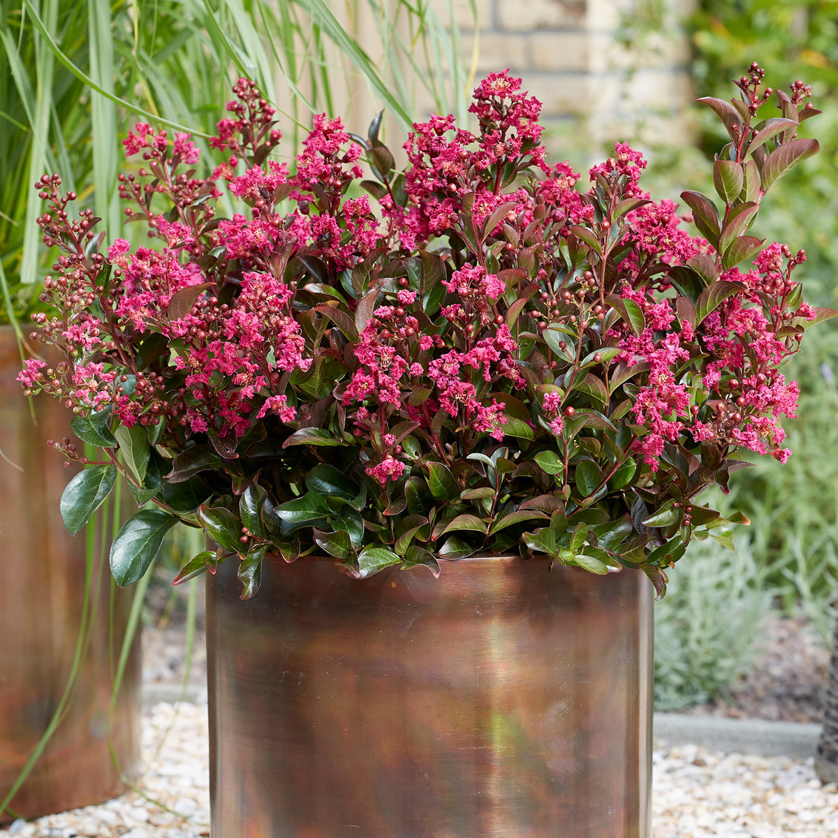 Lagerströmie 'Berry Dazzle®' im Topf