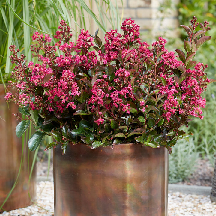 Lagerströmie 'Berry Dazzle®' im Topf