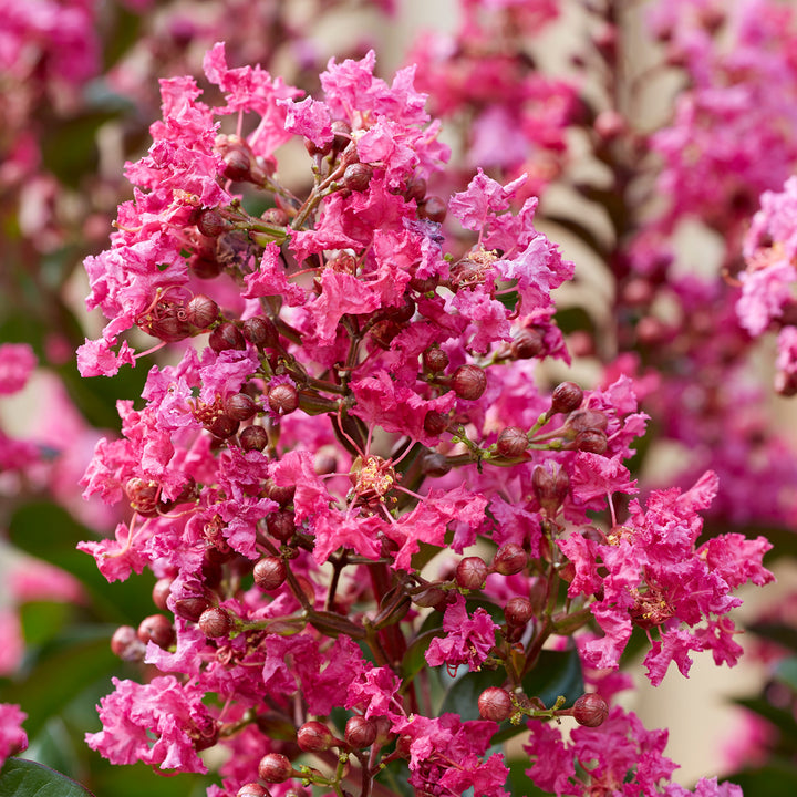 Lagerströmie 'Berry Dazzle®' in Blüte