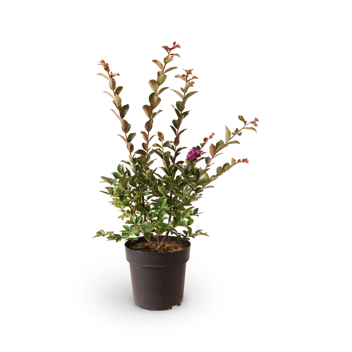 Lagerströmie 'Purple Star'®