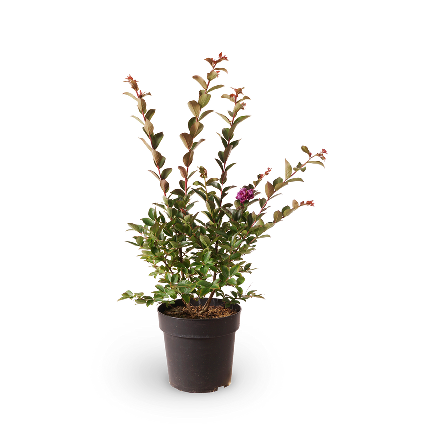 Lagerströmie 'Purple Star'®