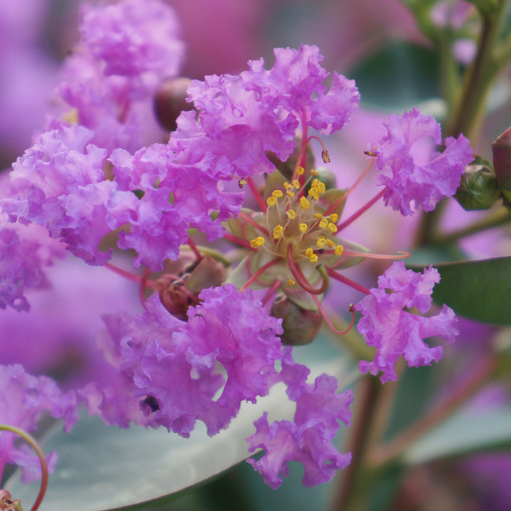 Lagerströmie 'With Love® Eternal' Violett in Blüte