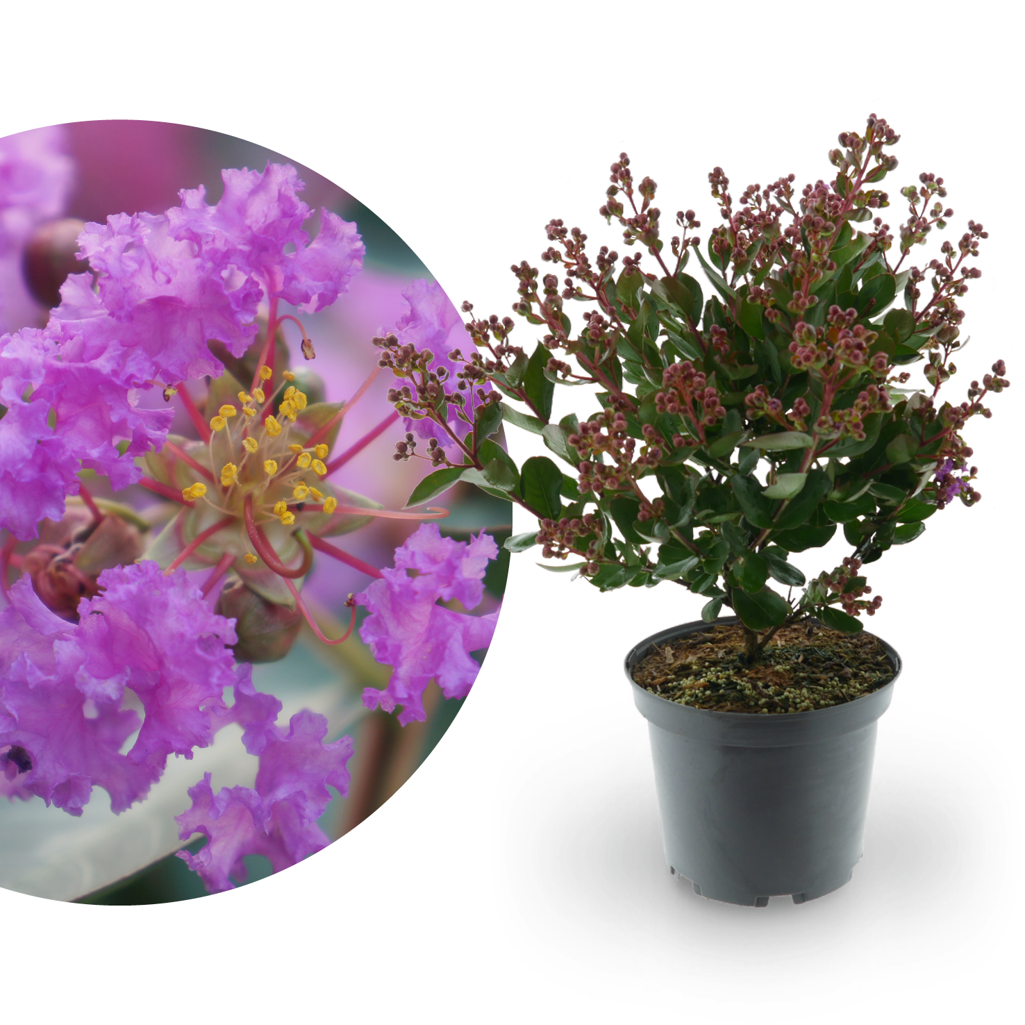 Lagerströmie 'With Love® Eternal' Violett