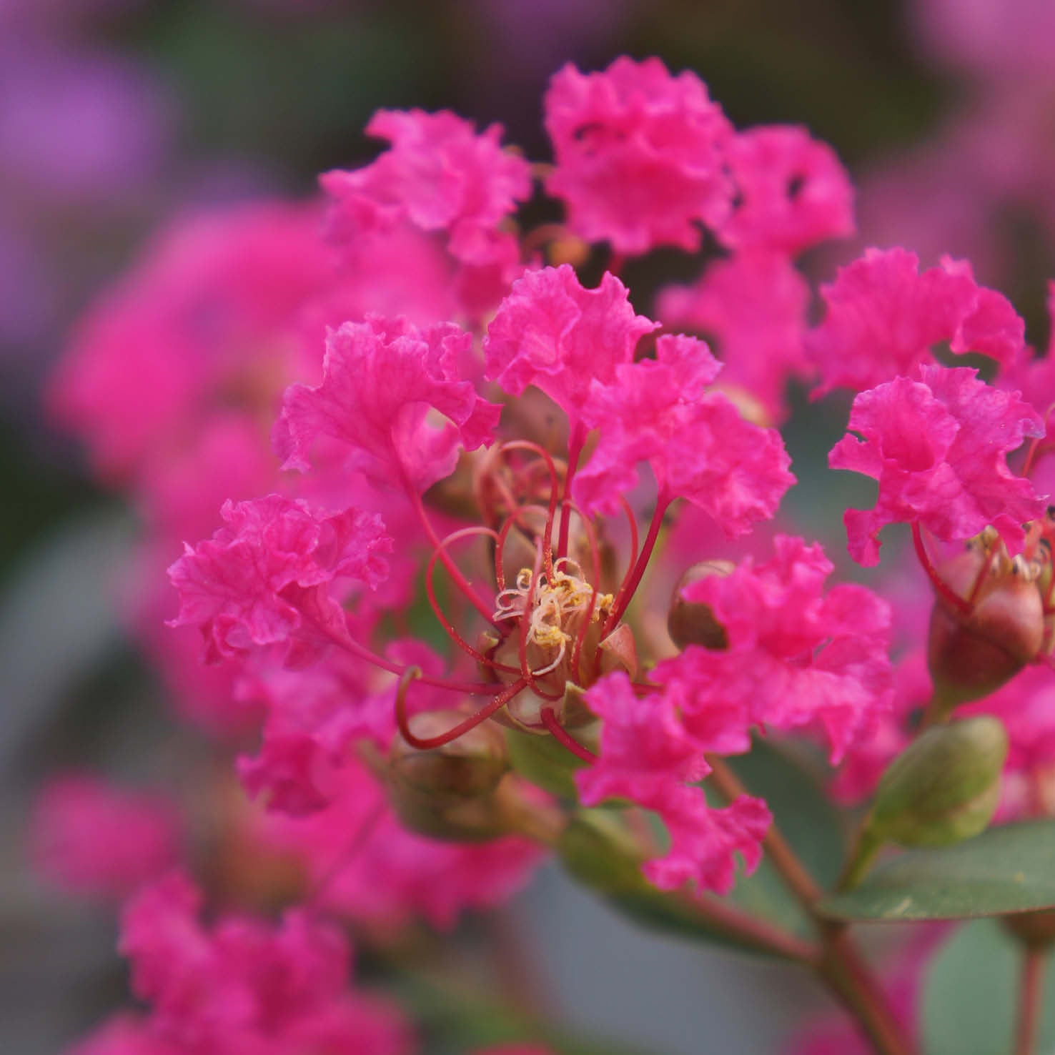 Blüte der Lagerströmie 'With Love® Kiss'