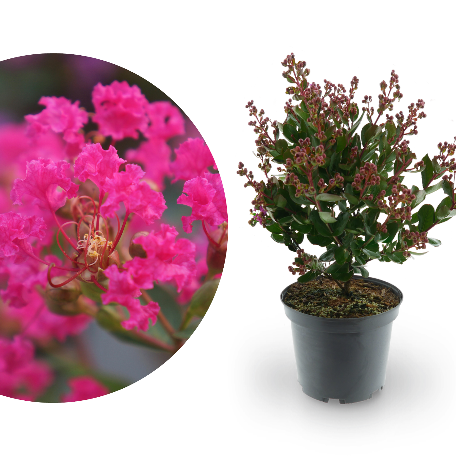 Lagerströmie 'With Love® Kiss' Dunkelrosa