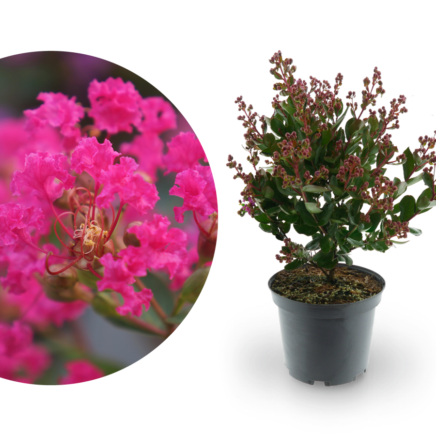 Lagerströmie 'With Love® Kiss' Dunkelrosa