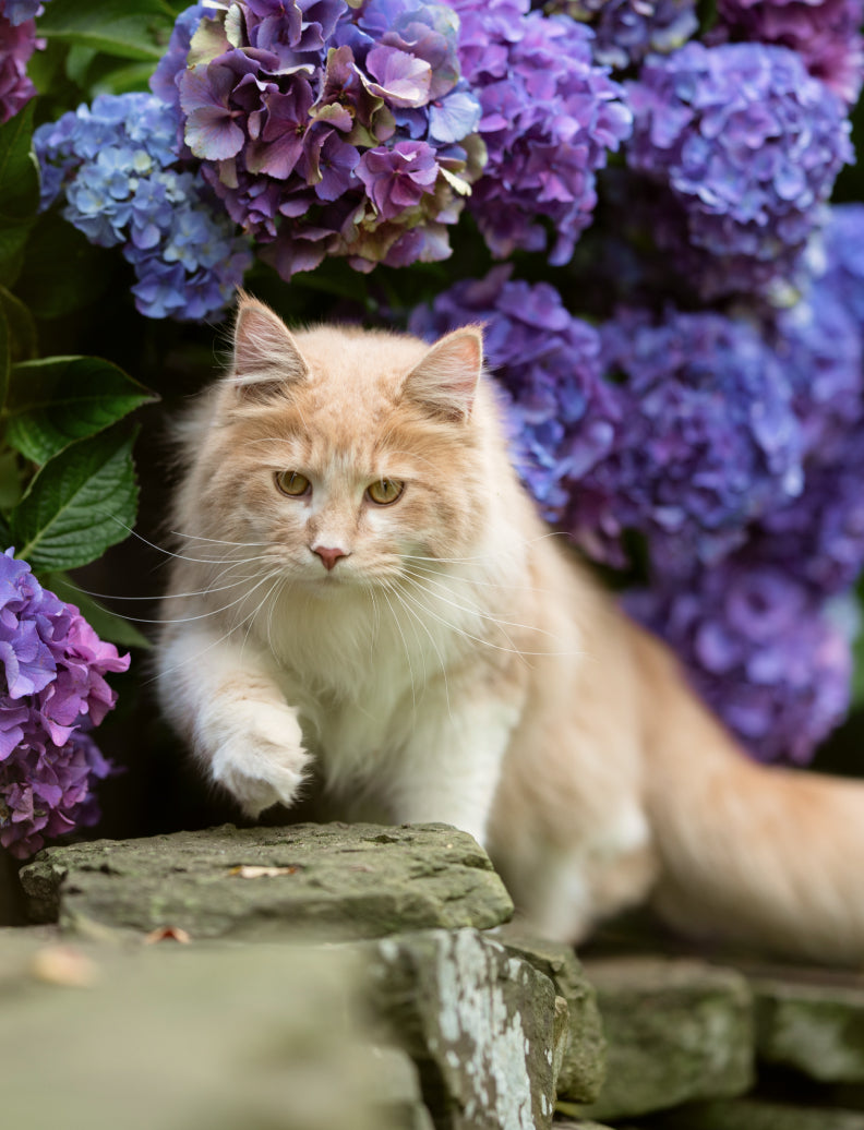 Helle Langhaarkatze läuft vor üppigen blauen Hortensienblüten