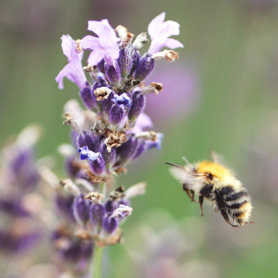 Lavandula angustifolia 'Munstead' in Blüte