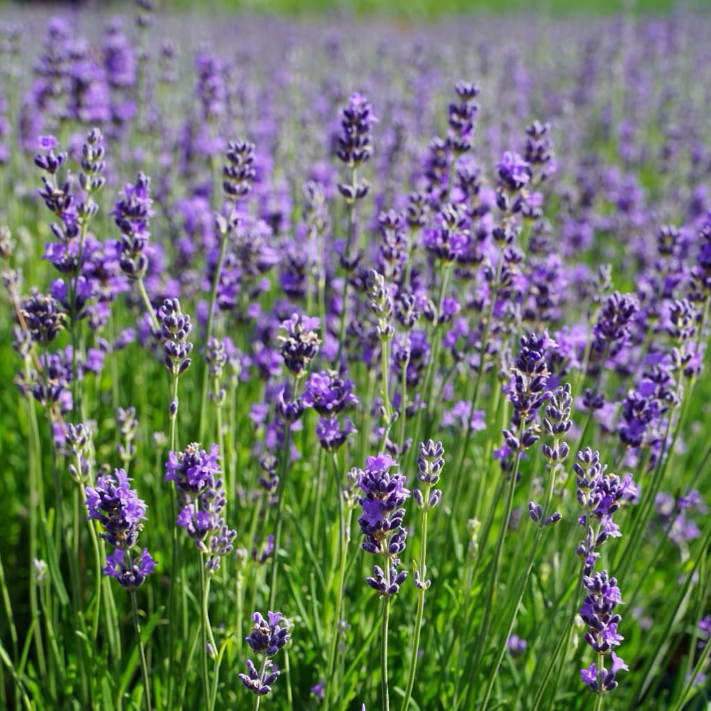 Lavandula angustifolia 'Munstead'