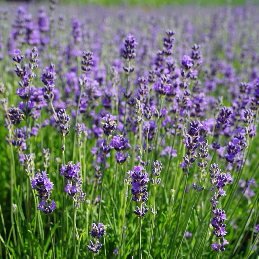 Lavandula angustifolia 'Munstead'