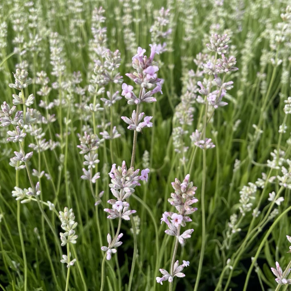 Lavandula angustifolia (rosa)