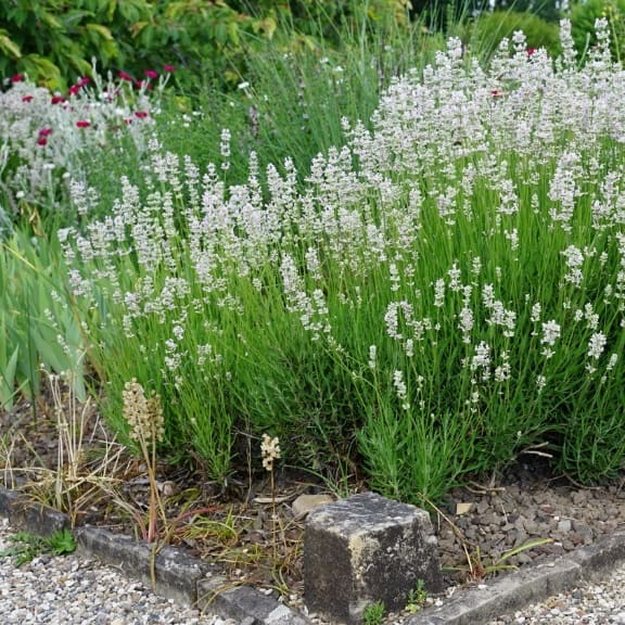 Lavandula angustifolia 'Rosea'