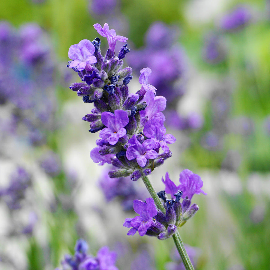 Blühender Lavandula angustifolia