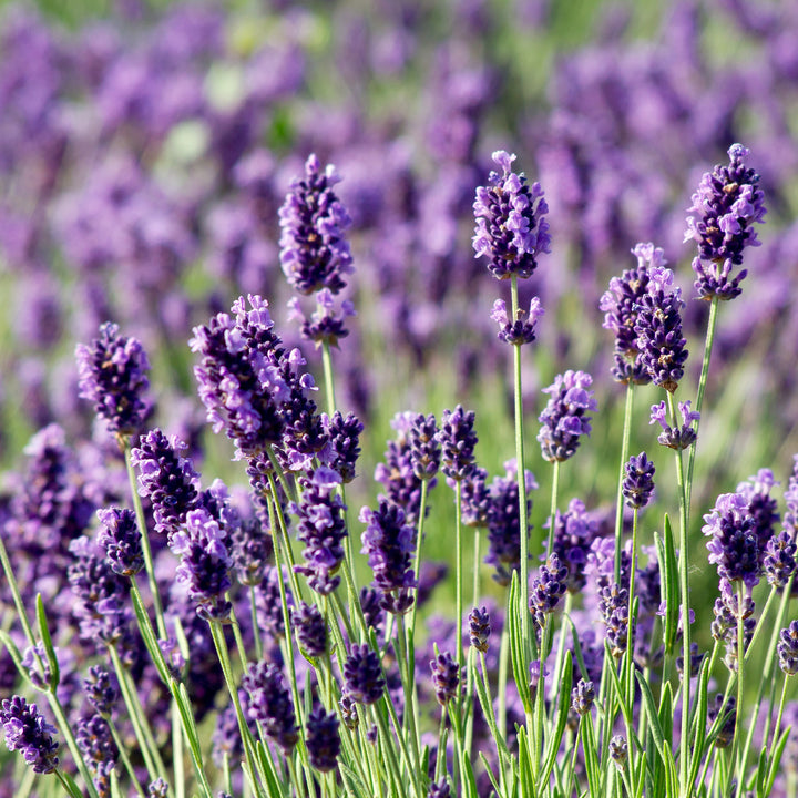 Lavandula angustifolia auf einem Feld