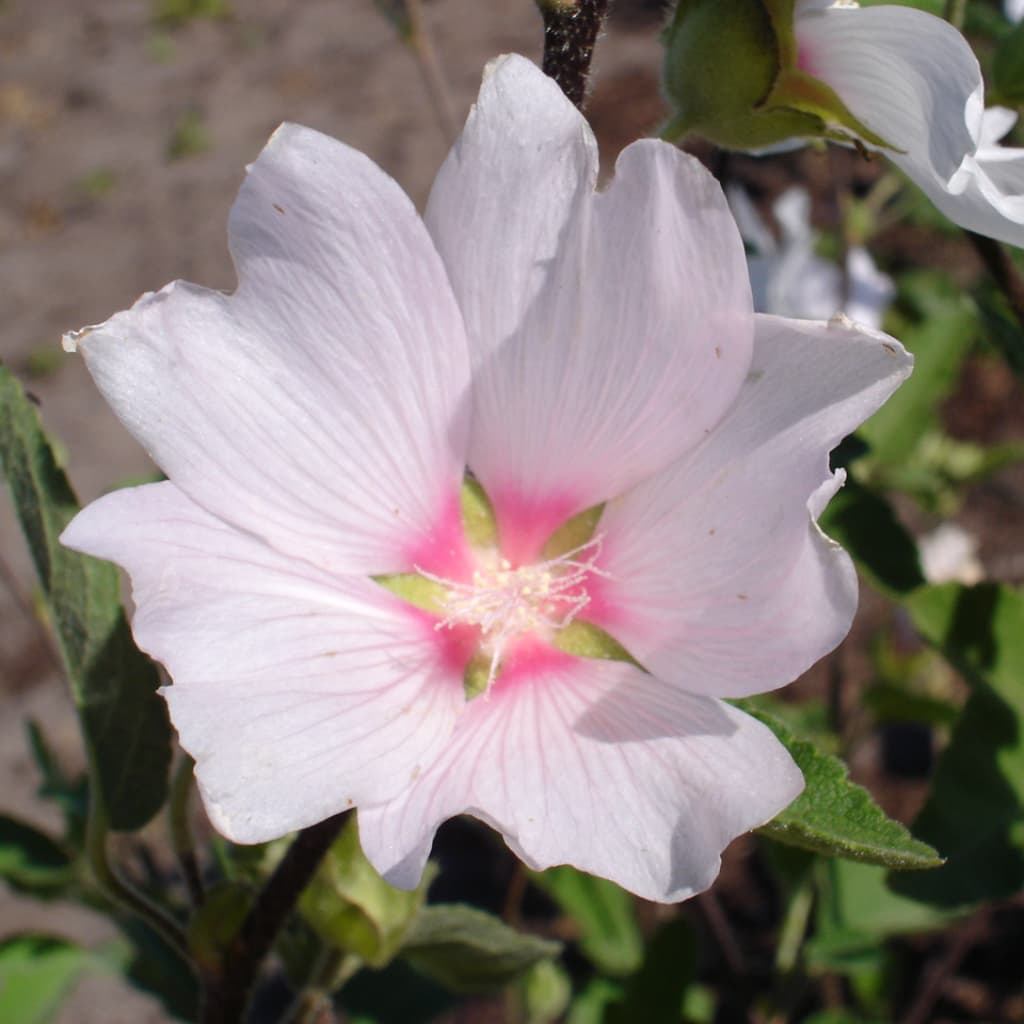 Lavatera x olbia 'Baby Barnsley'