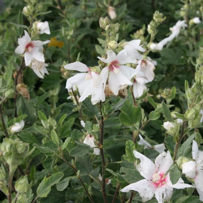 Lavatera x olbia 'Baby Barnsley'