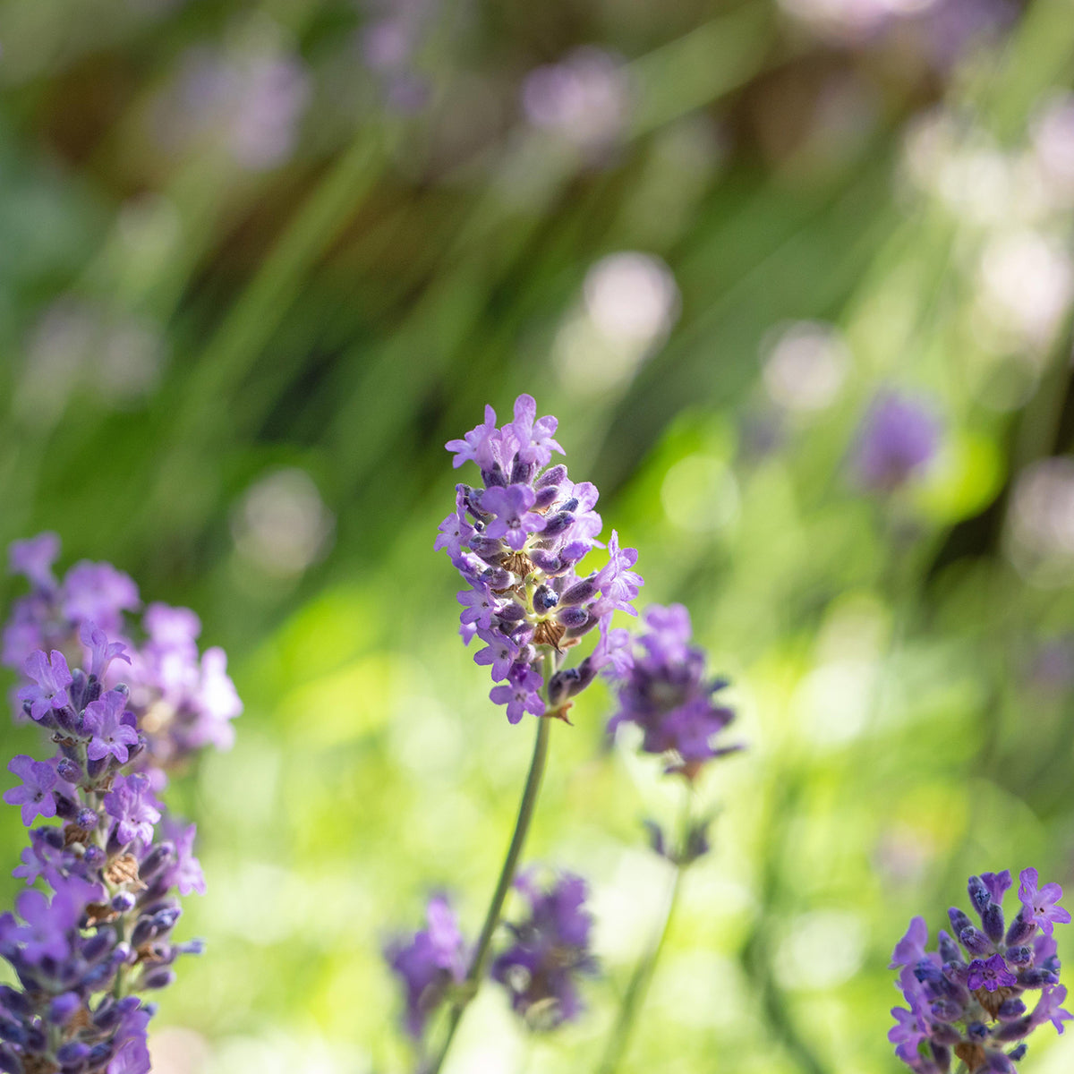 Lavendel 'Blue Cushion' (Mehrfach-Set)