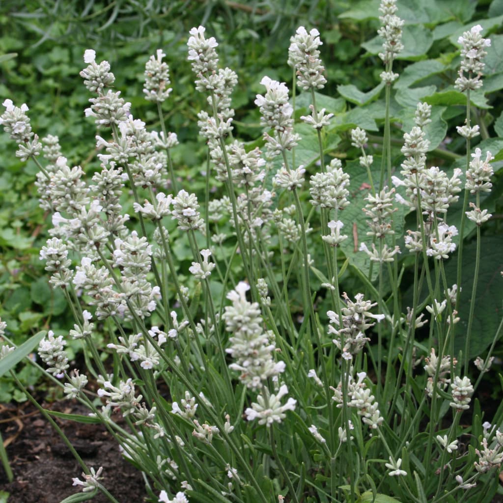 Lavendel 'Edelweiß' Weiß