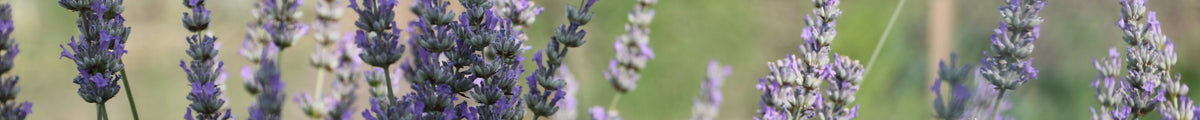 Lavendel