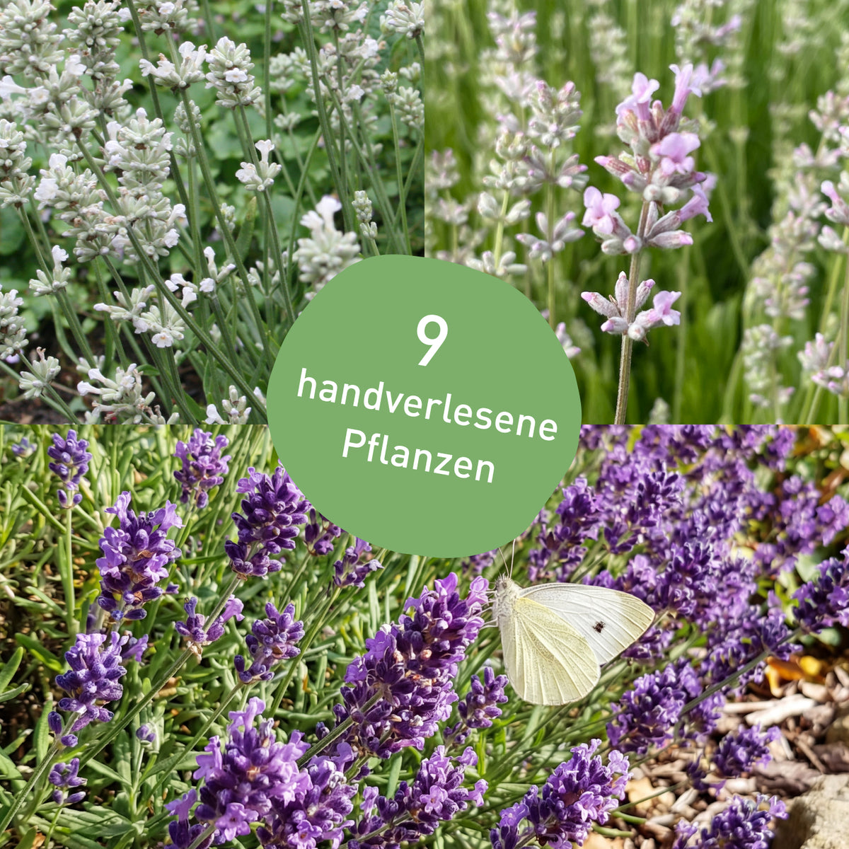 Dreifarbiges Lavendel-Set mit 9 Stauden