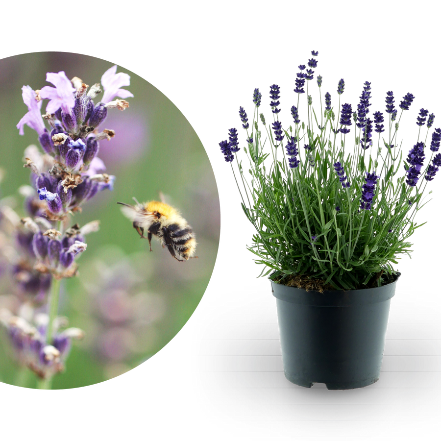Lavendel 'Munstead' Blauviolett