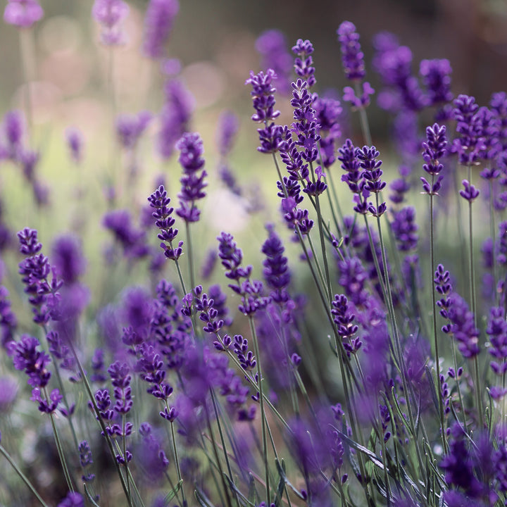 Blauviolette Blüte des Lavendels 'Munstead' 