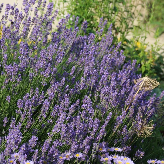 Lavendel 'Munstead' Violett