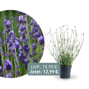 Rette mich: XL-Lavendel 'Phenomenal'