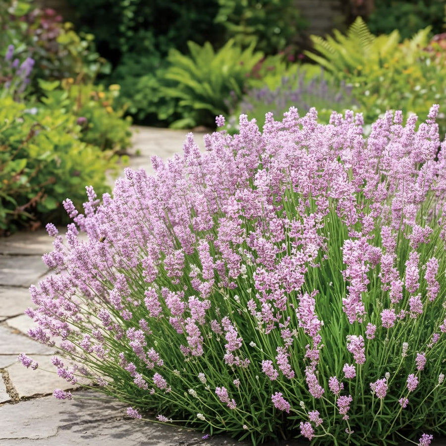 Lavendel Rosa