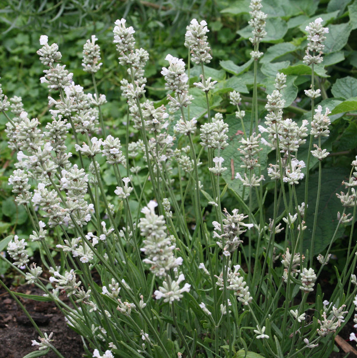 Lavendel Weiß