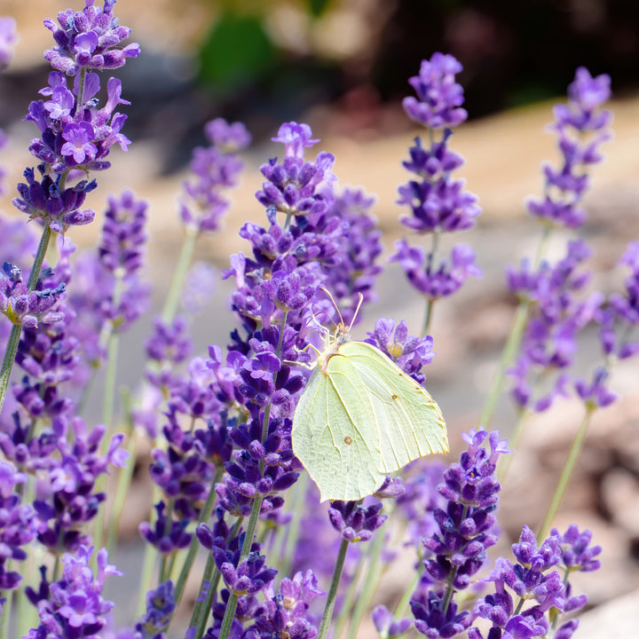 Schmetterling an Lavendelblüte