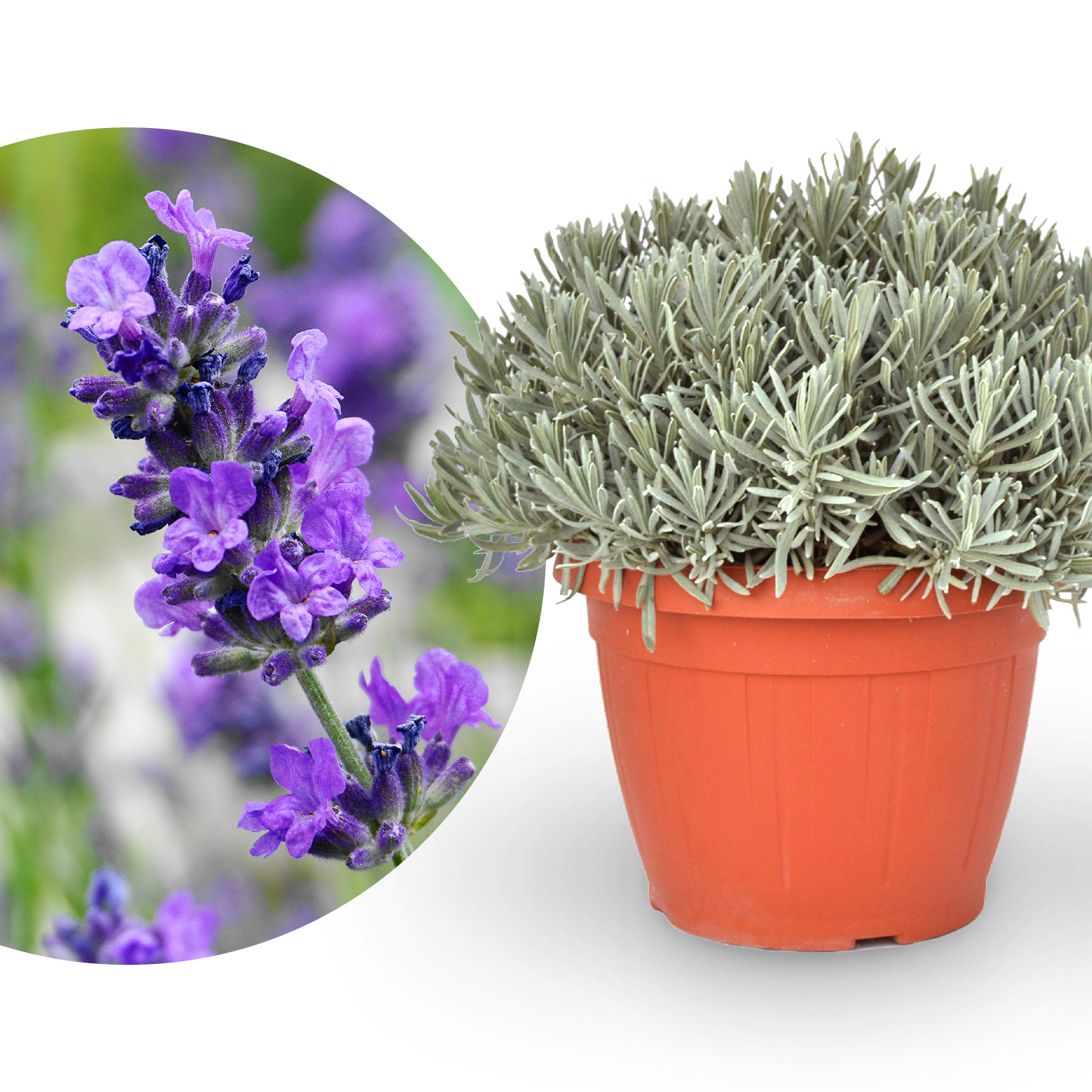 Lavendel XXL-Größe kaufen