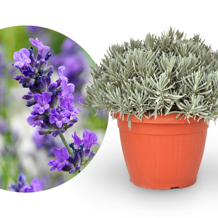Lavendel XXL-Größe