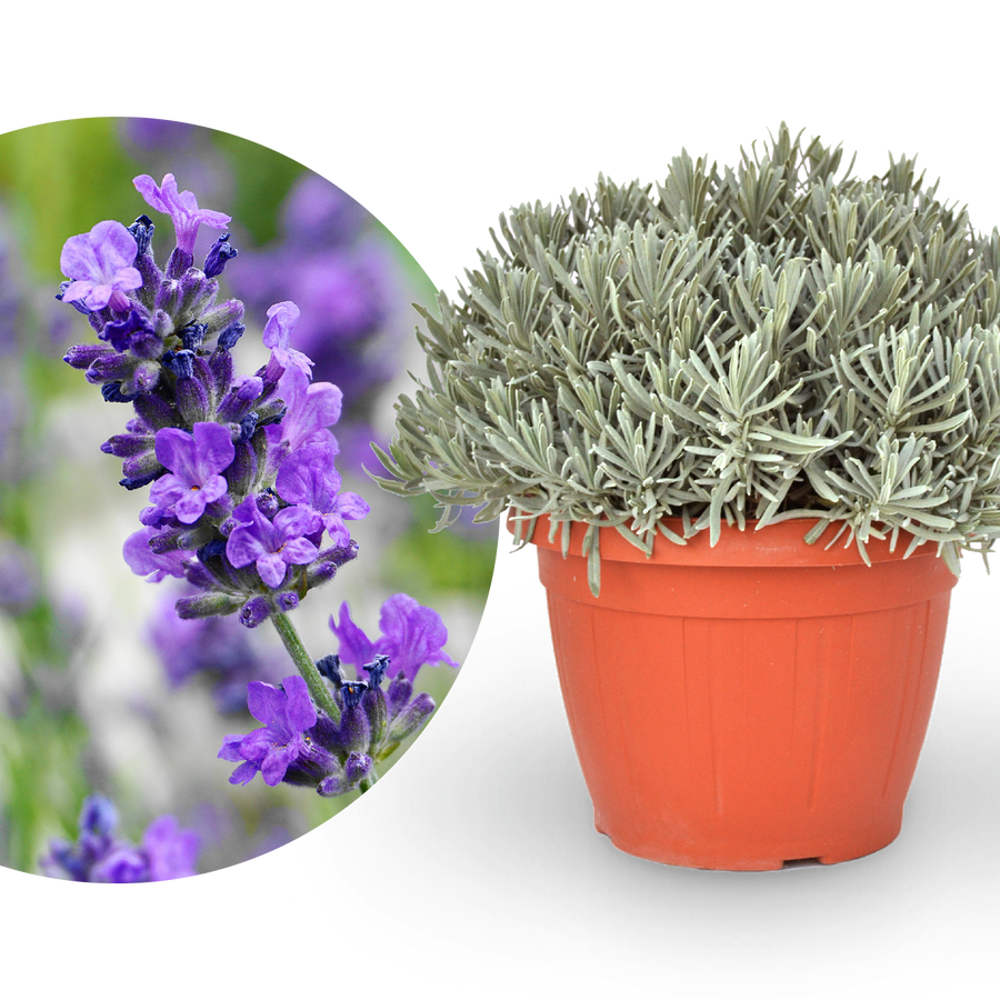 Lavendel XXL-Größe