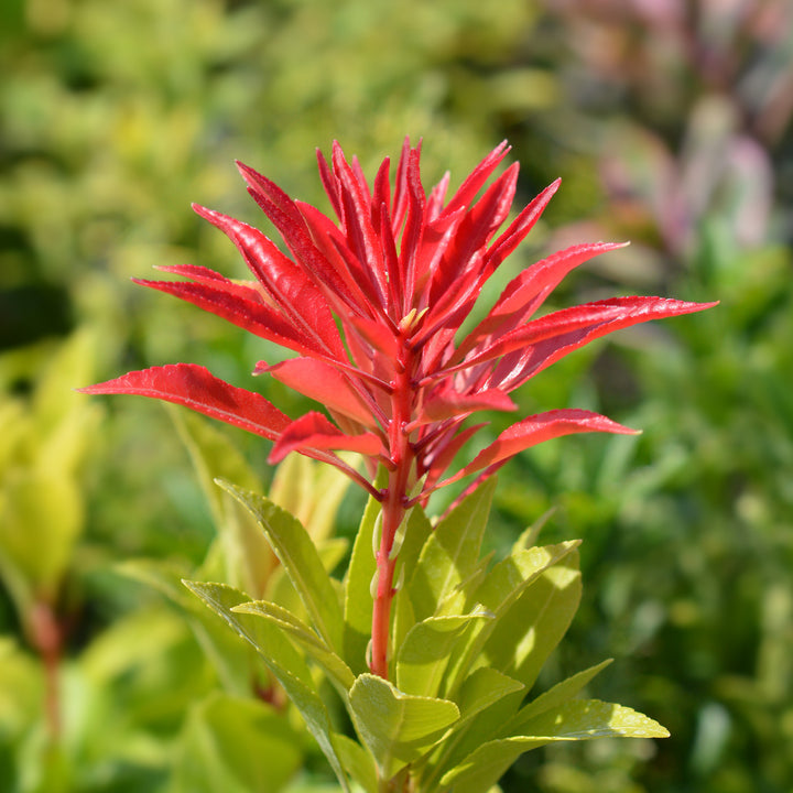 Weiße Blüte der Lavendelheide 'Mountain Fire'