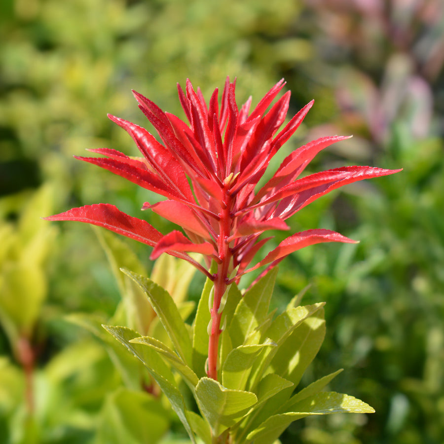 Weiße Blüte der Lavendelheide 'Mountain Fire'