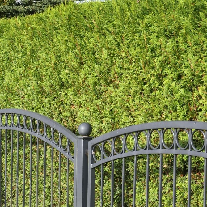 Lebensbaum 'Brabant'