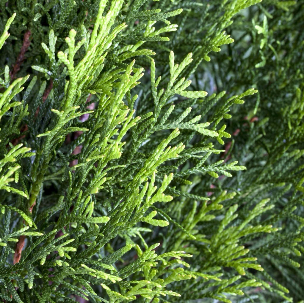 Lebensbaum 'Smaragd'