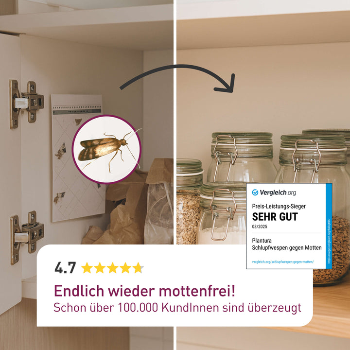 Zuverlässige Schlupfwespen gegen Lebensmittelmotten